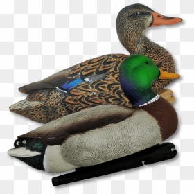 Mallard, HD Png Download - duck hunt png