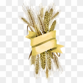  fotos De Trigo Png - Transparent Background Free Png Wheat, Png Download - trigo png
