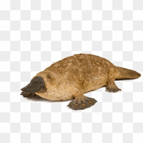Thumb Image - Duck Billed Platypus Png, Transparent Png - platypus png