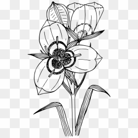 Sego Lily Flower Drawing, HD Png Download - wildflower png