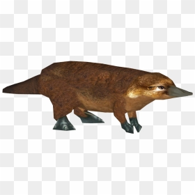 Platypus , Png Download - Punxsutawney Phil, Transparent Png - platypus png