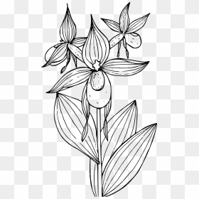 Lady's Slipper Flower Drawing, HD Png Download - wildflower png