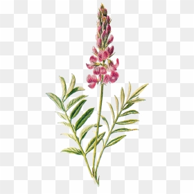 Wildflower Vector Illustration, HD Png Download - wildflower png