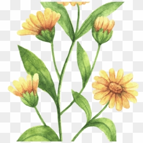 Rustic Marigold Seeds Wedding Favour Marry Golds Wildflower - Calendula Flower Drawing, HD Png Download - wildflower png