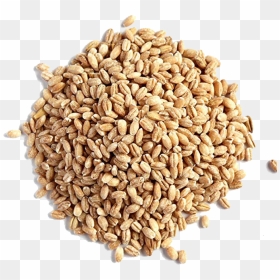 Barley Grain Png Image - Hulled Barley Vs Pearl Barley, Transparent Png - barley png