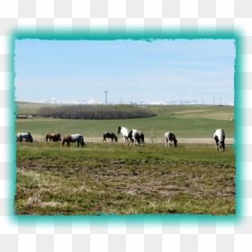 Grazing, HD Png Download - eagle feather png