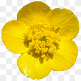 Yellow Buttercups Free Png Clipart Vector Free Pics - Transparent Background Buttercup Flower, Png Download - wildflower png