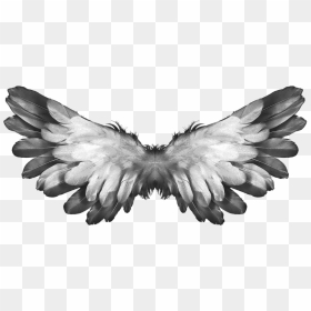 Free Png Download Angel Wings Feathers Png Images Background - Bible Accurate Angels, Transparent Png - realistic angel wings png