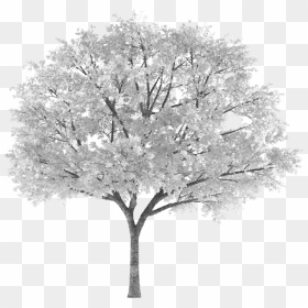 Tree Arbol Snowy Nevado White Blanco Sauce Willow Frond - Transparent Background Autumn Tree Png, Png Download - arbol png