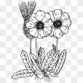 Transparent Wildflowers Clipart - Wild Flowers Drawing Png, Png Download - wildflower png