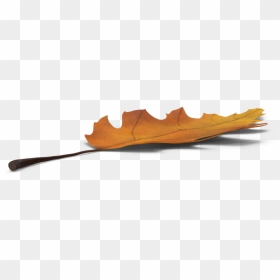 Maple, HD Png Download - oak leaf png