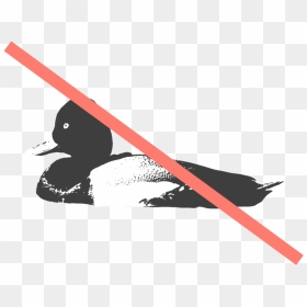 Lesser Scaup, HD Png Download - duck hunt png