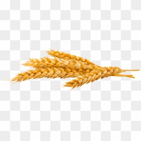 Bombardier - Wheat Germ E Amway, HD Png Download - trigo png