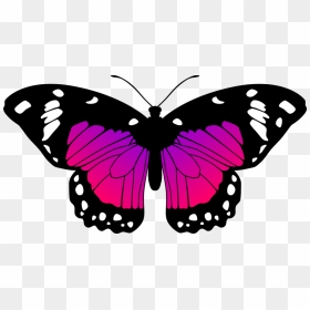 Transparent Purple Butterfly Png - Butterfly Black And Pink, Png Download - purple butterfly png