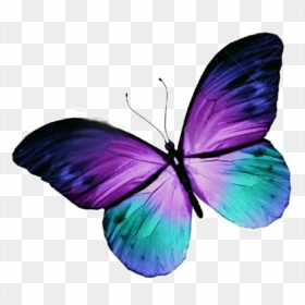 Butterfly Tattoo Purple Blue Free Hq Image Clipart - Pink Purple Blue Butterfly, HD Png Download - purple butterfly png
