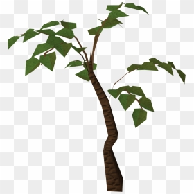 Drawn Ivy Jungle Tree - Transparent Background Jungle Trees Clipart, HD Png Download - jungle tree png