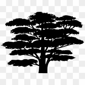 Jungle Tree Clip Art Black And White , Png Download - Cartoon Tree Silhouette, Transparent Png - jungle tree png