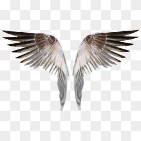Burned Angel Wings Png Deviant, Png Download - Burned Angel Wings Png, Transparent Png - realistic angel wings png