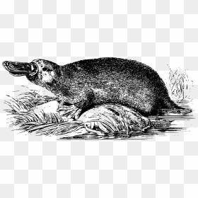 Duck-billed Platypus Clip Arts - Platypus Old Drawing, HD Png Download - platypus png