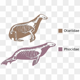 True Seals And Eared Seals, HD Png Download - yee dinosaur png