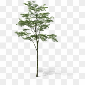 Transparent Arbol Png - Sin Fondo Arboles Png, Png Download - arbol png