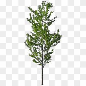 American Sycamore Tree Norway Spruce Architecture - Sycamore Tree Png, Transparent Png - tall tree png