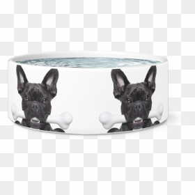 Frenchie With A Bone Dog Bowl - French Bulldog, HD Png Download - dog bowl png