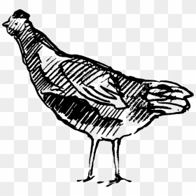Sketched Chicken Rubber Stamp - Turkey, HD Png Download - rubber chicken png