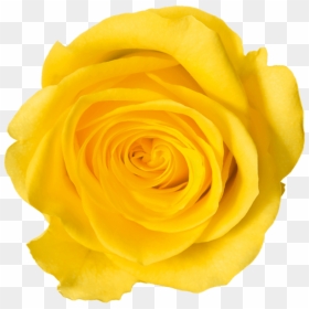 Laurdiy Lauren Riihimaki - Diy Flower Png Rose Yellow, Transparent Png - yellow roses png