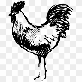 Sketched Rooster Rubber Stamp - Sketched Chicken, HD Png Download - rubber chicken png