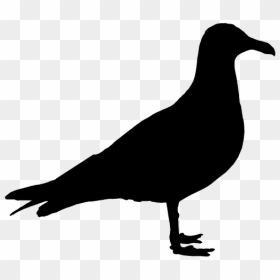 Zeemeeuw Silhouet, HD Png Download - seagull silhouette png
