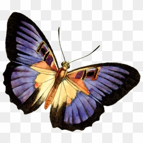 Purple Butterfly Png - Real Butterfly Clipart, Transparent Png - purple butterfly png