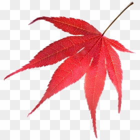 Jungle Tree Png, Transparent Png - jungle tree png