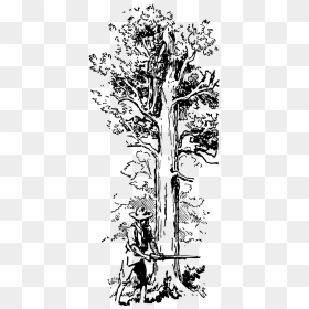Transparent Big Tree Png - صورة رجل يقطع شجرة, Png Download - tall tree png