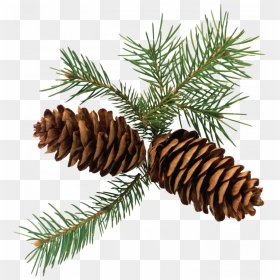 Now You Can Download Pine Cone Png Clipart - Pine Cone Evergreen Clipart, Transparent Png - cone png