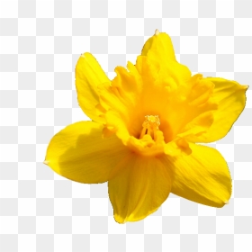 Daffodil Flower Png Pic - Yellow Flower Transparent Background, Png Download - wildflower png
