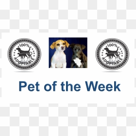 Swats Pets Of The Week, HD Png Download - smudge png