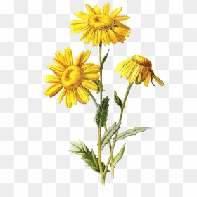Free Digital Wildflower Downloads - Wildflower Drawing Flower Png, Transparent Png - wildflower png