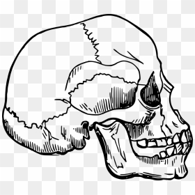 Skull Of Homo Sapien Sapien Transparent, HD Png Download - evil skull png