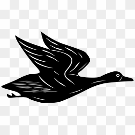Duck Clipart Flying - Cartoon Flying Duck Png, Transparent Png - seagull silhouette png