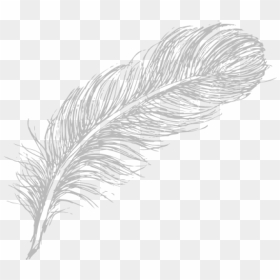 Free Png Download Feather Drawing Png Images Background - White Feather Drawing Png, Transparent Png - feather drawing png