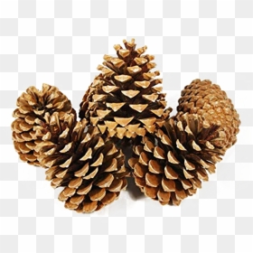 Pine Cone Png Image - Pine Cones, Transparent Png - cone png