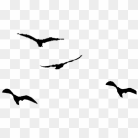 Flying Bird Silhouette Png, Transparent Png - seagull silhouette png