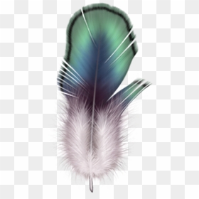 Firebird Feather Drawing - Feathers, HD Png Download - feather drawing png