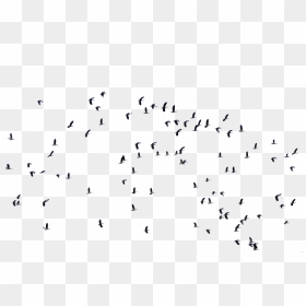 Flying Bird Architecture, HD Png Download - entourage png