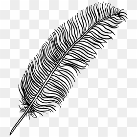 Portfolio Drawing Feather - Feather Drawing No Background, HD Png Download - feather drawing png