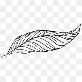 Feather Line Drawing , Png Download - Clip Art Black And White Feather, Transparent Png - feather drawing png