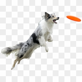 Banner Black And White Chien Et Entourage Pinterest - Frisbee With White Background, HD Png Download - entourage png