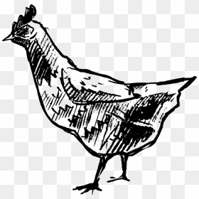 Transparent Chicken Clipart Black And White - Illustration, HD Png Download - rubber chicken png