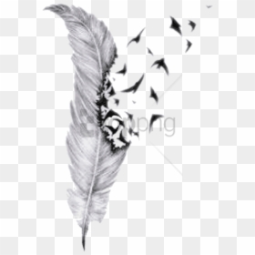 Free Png Feather Drawings With Birds Png Image With - Feather And Birds Tattoo, Transparent Png - feather drawing png
